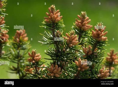 Pinus Banksiana Jack Pine Male Cones Closeup On Branches Stock Photo