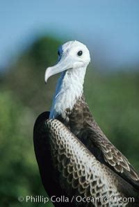 Magnificent Frigatebird Note Blue Eye Ring Juvenile Fregata