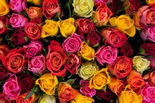 colorful roses bouquet  stock photo public domain pictures