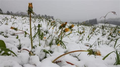 Wintereinbruch Der Erste Mai Schnee Seit Jahren