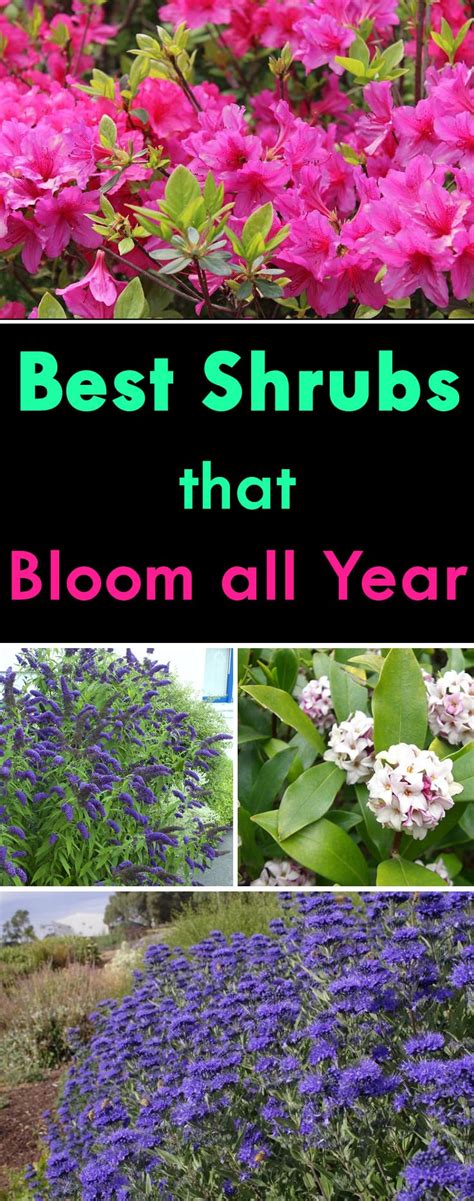 All Year Round Flower Shrubs At Bethany Cobb Blog