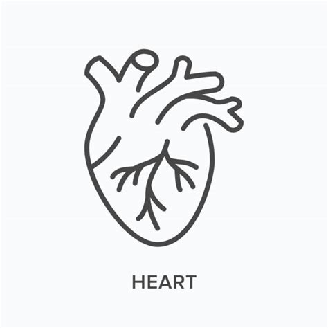 98 600 Cardiovascular Icon Stock Illustrations Royalty Free Vector