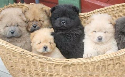 Are Chow Chow Puppies Born With Solid Blue Black Tongues