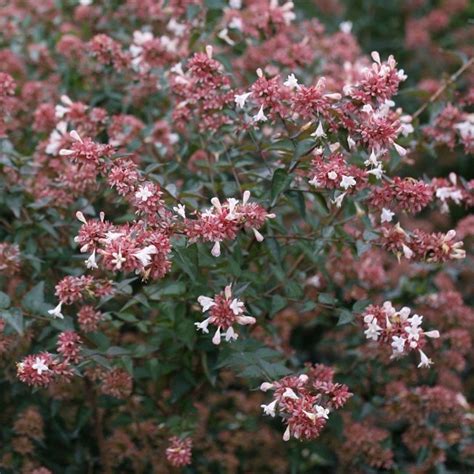 Funshine® Abelia My Proven Winners Colorchoices