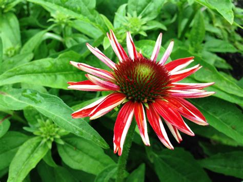 Echinacea Sombrero Salsa Red Beautiful Blooming Coneflower