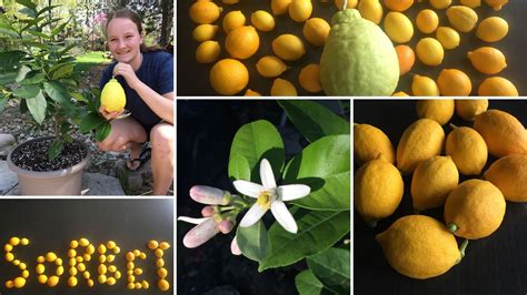 Meyer Lemon Tree: Planting, Care, and Growing Guide — Food Garden Life ...