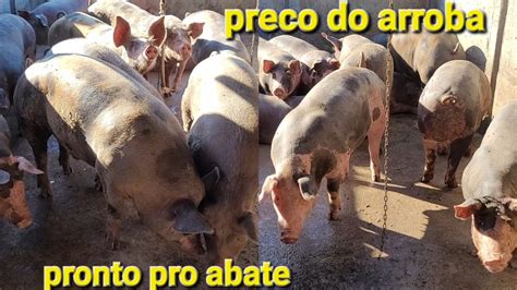 Quanto Tá A Arroba Do Porco - PORCADA BRUTA PRONTO PRO ABATE PREÇOS DO ARROBA CRIADOR DE PORCO - YouTube