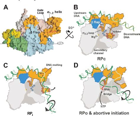 Figure 2 From The Structure Of Bacterial Rna Polymerase Semantic Scholar