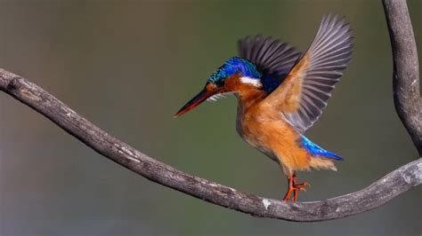 Malachite Kingfisher: A Jewel of Waterways | WorldWeet