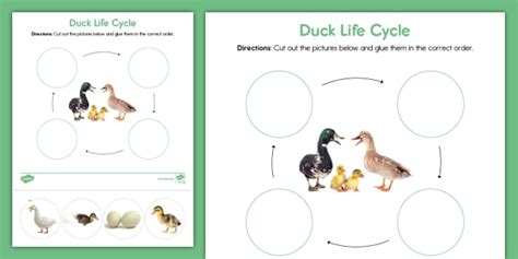 Duck Life Cycle Cut And Paste Activity Lehrer Gemacht Worksheets