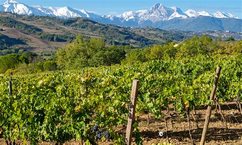 Teramo Consorzio Tutela Vini Colline Teramane Si Unisce A Consorzio D