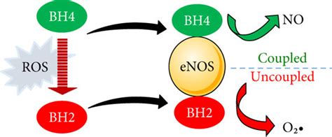 Ros Induced Uncoupling Of Enos And The Generation Of O2• Excess Ros Download Scientific