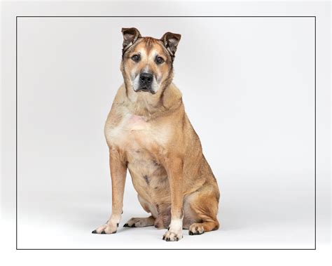 Mackey — Dog Tales Rescue and Sanctuary