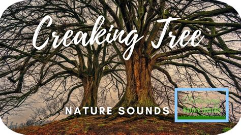 Creaking Tree Sound Effect How To Relax Mind From STRESS Naturally