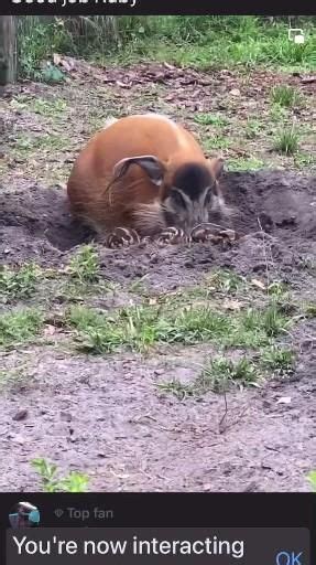 Pin De Gosia Litwin Em Zapisane Na Szybko V Deo Animais Da Natureza