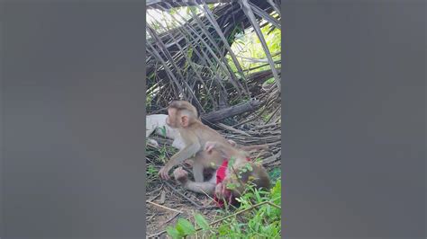 So Cute Little Baby Monkey So Cute And Lovely Playing Outside Youtube