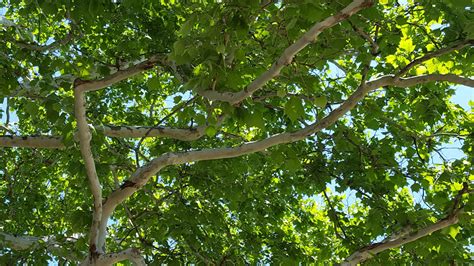 » Platanus occidentalis | The Friesner Herbarium