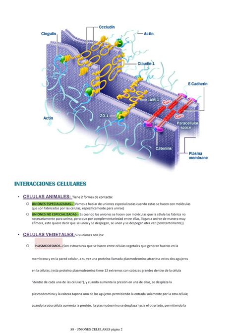 SOLUTION Sistemas De Interacci N Celular Uniones Celulares Studypool