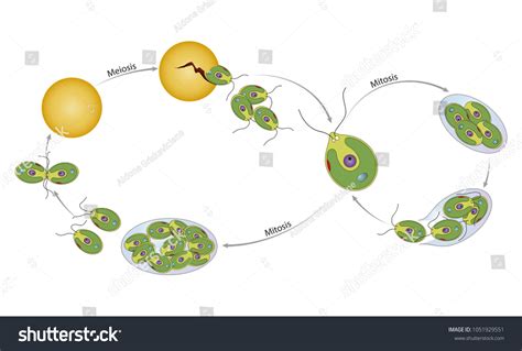 Life Cycle Of Chlamydomonas Royalty Free Stock Vector