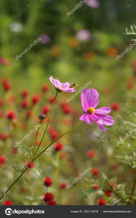 Beautiful Pink Cosmos Flower Garden — Stock Photo © Imaginechina ...