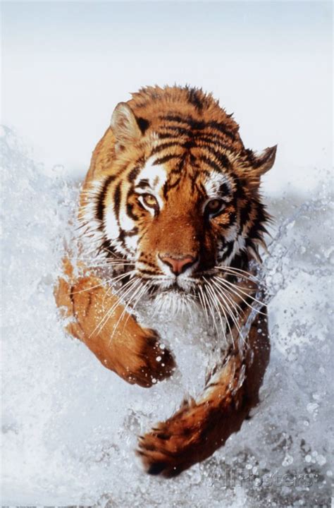 Water Photography, Wildlife Photography, Animal Photography, Majestic Animals, Animals Beautiful ...