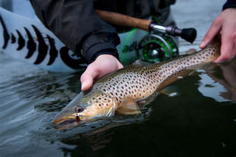 Fly Fishing For Sea Trout A Compact Guide For Beginners Adh Fishing