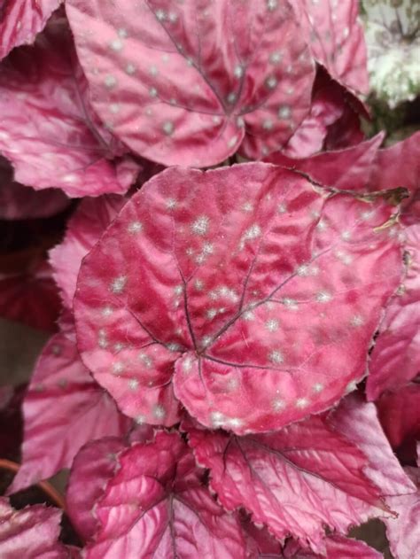 Main Diseases And Pests Of Begonias Begoniasymas