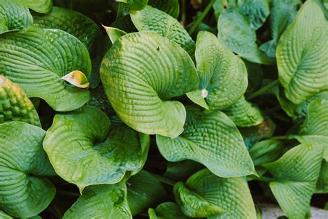 Frances Williams Hosta The Basic Plant Guide To Grow And Care