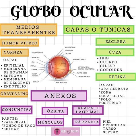 Anatomia Do Olho Mapa Conceitual Conceitual The Best Porn Website