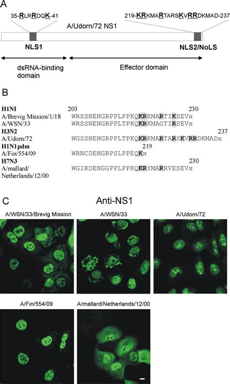 Ns Protein In H N Type Influenza A Viruses Targets Into The Nucleolus