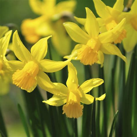 Narcissus Tete A Tete Premier Seeds Direct