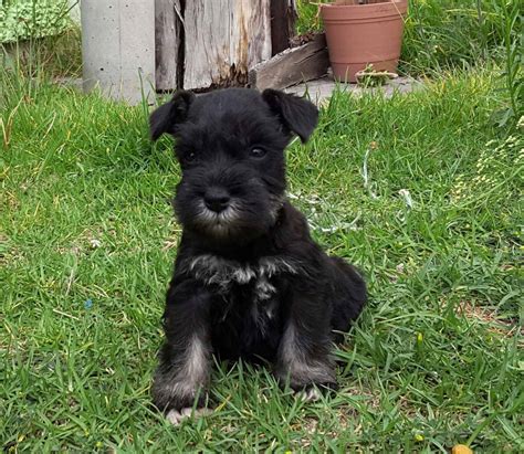 Cachorros Schnauzer Sal Y Pimienta Desparacitados En Puebla 2 500