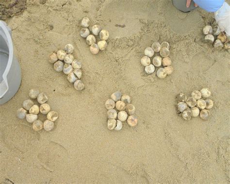 Free Images - loggerhead sea turtle eggs