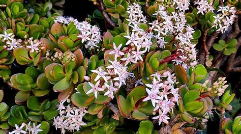 Cómo hacer que un árbol de jade florezca y huela toda la casa