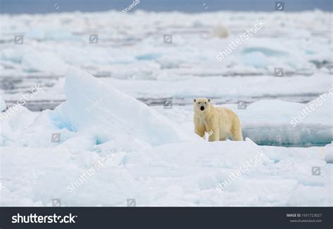 2,995 Polar Bear Ice Seal Images, Stock Photos, 3D objects, & Vectors ...