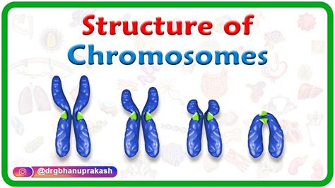 Structure Of Chromosomes Chromosome Morphology And Karyotyping