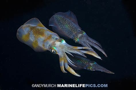 Bigfin Reef Squid Alchetron The Free Social Encyclopedia