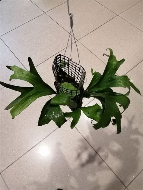 Staghorn Fern Platycerium Alcicorne Africa Furniture Home Living