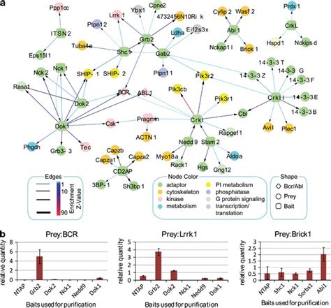 The Proximal Signaling Network Of The Bcr Abl1 Oncogene Shows A Modular Organization Oncogene