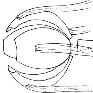 lateral view  figure   scientific diagram