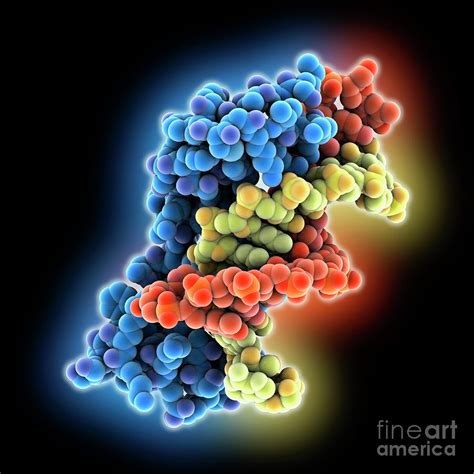 Fetal Haemoglobin Dna Complex By Laguna Design Science Photo Library