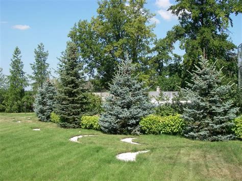 Хвойники в ландшафтном дизайне: 50 идей для вдохновения | Живу за городом