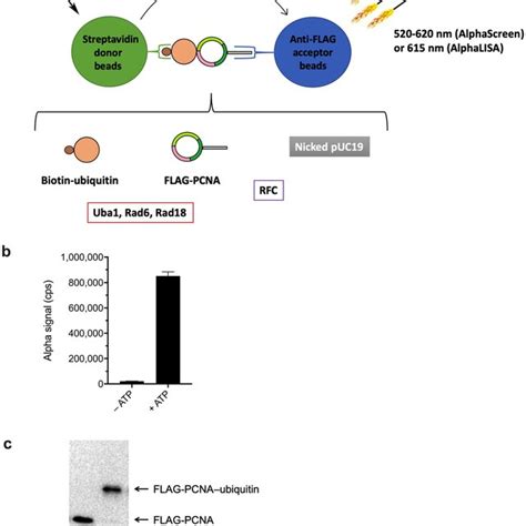 Structure Activity Relationships For Inhibition Of Pcna Ubiquitination Download Scientific