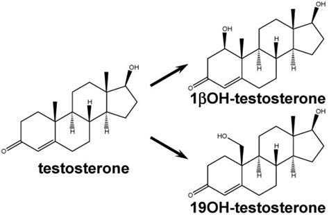 Schematic Representation Of Alternative Pathways Of Testosterone