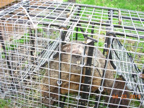 Groundhog Removal | Woodchuck Removal | Akron & Canton, OH