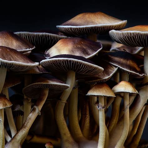 Wavy Caps Psilocybe Cyanescens Colorado Cultures