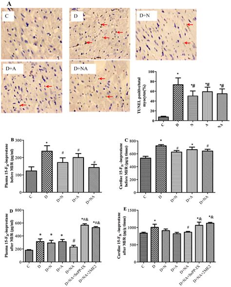 Effects Of Nac And Alp On Myocardial Cell Apoptosis Assessed By Tunel