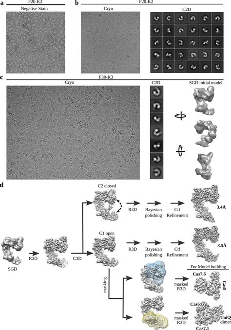 Cryo Em Sample Optimization And Image Processing Workflow A