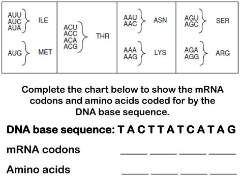 Base Sequence Of Dna