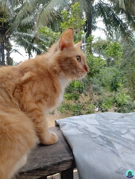 Tanyarl On Twitter Kucing Ku Bingung Gaes Krn Air Sungai Meluap